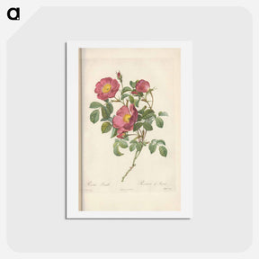 アートポストカード-Rose illustration - ピエール ジョゼフ ルドゥーテ Postcard.