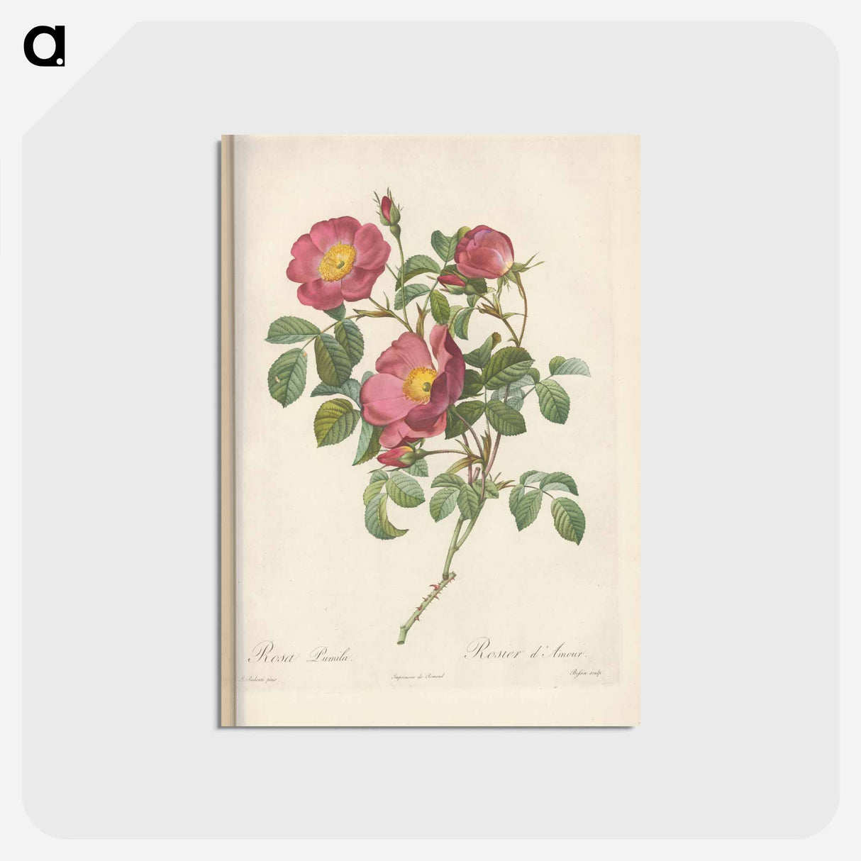 アートポストカード-Rose illustration - ピエール ジョゼフ ルドゥーテ Postcard.