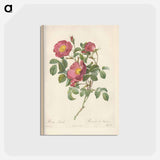 アートポストカード-Rose illustration - ピエール ジョゼフ ルドゥーテ Postcard.