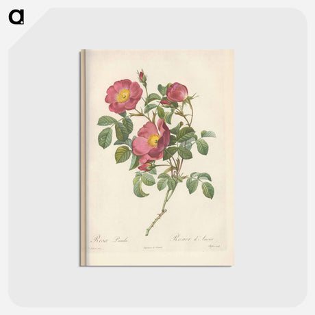 アートポストカード-Rose illustration - ピエール ジョゼフ ルドゥーテ Postcard.