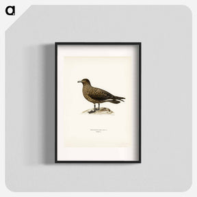 アートポスター-Great Skua
 - スヴェンスカ フォグラル Poster.