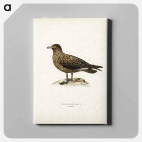 アートパネル-Great Skua
 - スヴェンスカ フォグラル Canvas.
