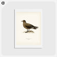 アートポストカード-Great Skua
 - スヴェンスカ フォグラル Postcard.