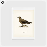 アートポストカード-Great Skua
 - スヴェンスカ フォグラル Postcard.