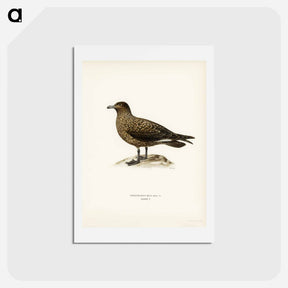アートポストカード-Great Skua
 - スヴェンスカ フォグラル Postcard.