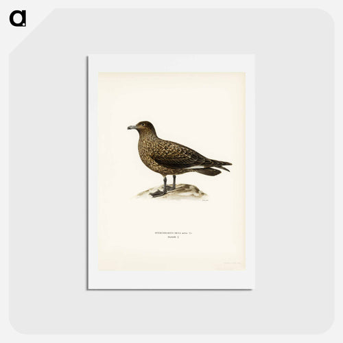 Great Skua
 - スヴェンスカ フォグラル Postcard.