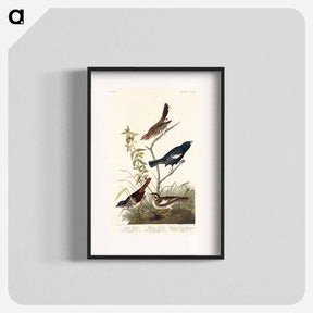 アートポスター-Lark Finch, Prairie Finch and Brown Song Sparrow from Birds of America
 - アメリカの鳥たち Poster.