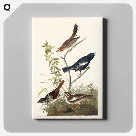 アートパネル-Lark Finch, Prairie Finch and Brown Song Sparrow from Birds of America
 - アメリカの鳥たち Canvas.