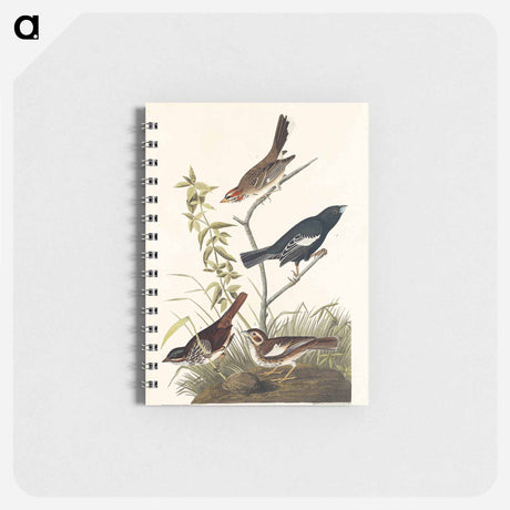 アートメモ帳-Lark Finch, Prairie Finch and Brown Song Sparrow from Birds of America
 - アメリカの鳥たち Memo.