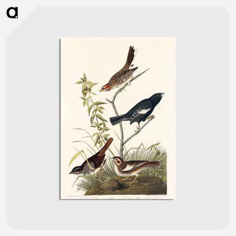 アートポストカード-Lark Finch, Prairie Finch and Brown Song Sparrow from Birds of America
 - アメリカの鳥たち Postcard.