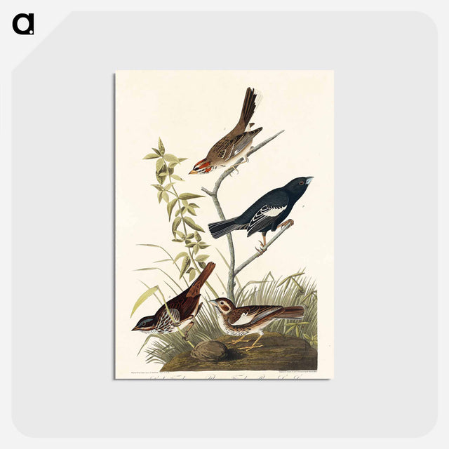 アートポストカード-Lark Finch, Prairie Finch and Brown Song Sparrow from Birds of America
 - アメリカの鳥たち Postcard.