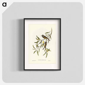 アートポスター-White-fronted Honey-eater
 - オーストラリアの鳥 Poster.