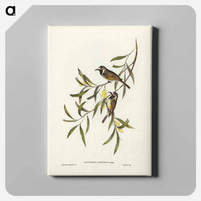 アートパネル-White-fronted Honey-eater
 - オーストラリアの鳥 Canvas.