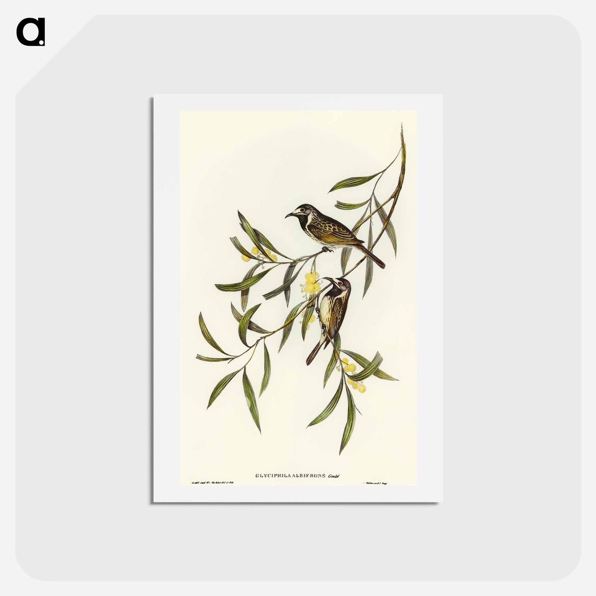 アートポストカード-White-fronted Honey-eater
 - オーストラリアの鳥 Postcard.