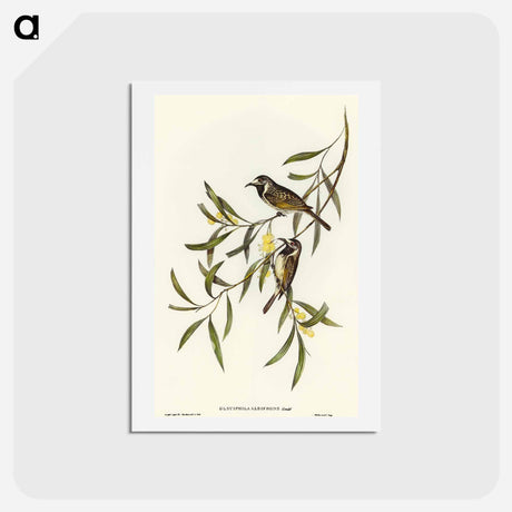 アートポストカード-White-fronted Honey-eater
 - オーストラリアの鳥 Postcard.