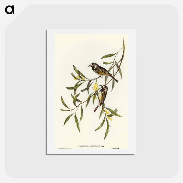 アートポストカード-White-fronted Honey-eater
 - オーストラリアの鳥 Postcard.