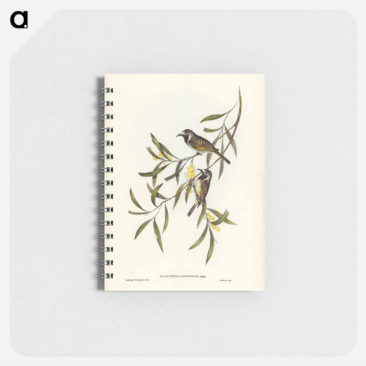 アートメモ帳-White-fronted Honey-eater
 - オーストラリアの鳥 Memo.