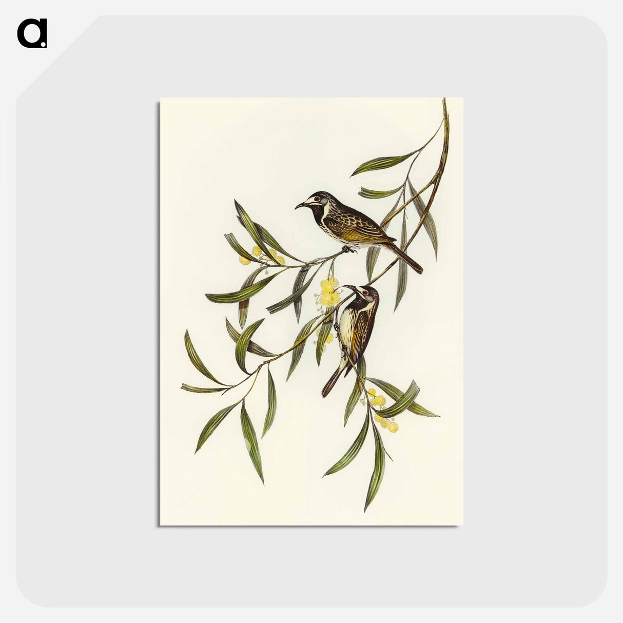 アートポストカード-White-fronted Honey-eater
 - オーストラリアの鳥 Postcard.