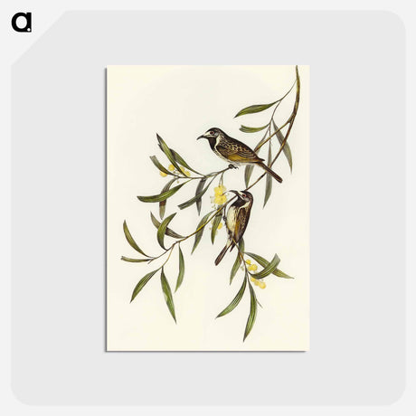アートポストカード-White-fronted Honey-eater
 - オーストラリアの鳥 Postcard.