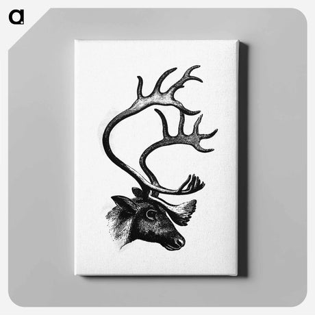 アートパネル-Deer from The Sportsman and Naturalist in Canada
 - 大英図書館 Canvas.