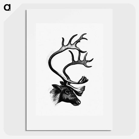 アートポスター-Deer from The Sportsman and Naturalist in Canada
 - 大英図書館 Poster.