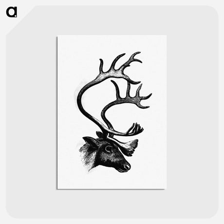 アートポストカード-Deer from The Sportsman and Naturalist in Canada
 - 大英図書館 Postcard.