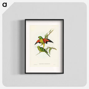 アートポスター-Scaly-breasted Lorikeet
 - ジョン グールド Poster.