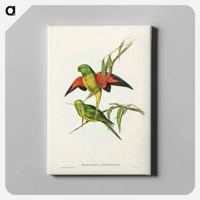 アートパネル-Scaly-breasted Lorikeet
 - ジョン グールド Canvas.