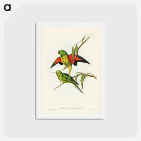 アートポストカード-Scaly-breasted Lorikeet
 - ジョン グールド Postcard.