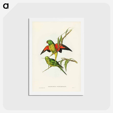 アートポストカード-Scaly-breasted Lorikeet
 - ジョン グールド Postcard.