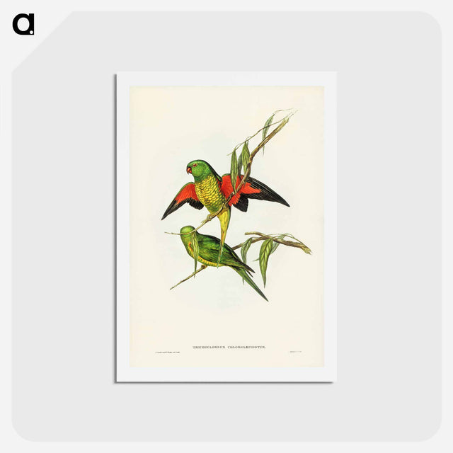アートポストカード-Scaly-breasted Lorikeet
 - ジョン グールド Postcard.
