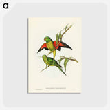 アートポストカード-Scaly-breasted Lorikeet
 - ジョン グールド Postcard.