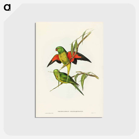 アートポストカード-Scaly-breasted Lorikeet
 - ジョン グールド Postcard.