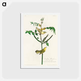 Children's Warbler
 - ジョン ジェームス オーデュボン Postcard.
