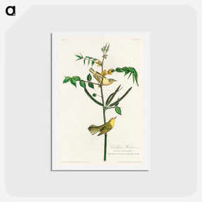 アートポストカード-Children's Warbler
 - ジョン ジェームス オーデュボン Postcard.