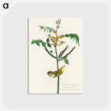 Children's Warbler
 - ジョン ジェームス オーデュボン Postcard.