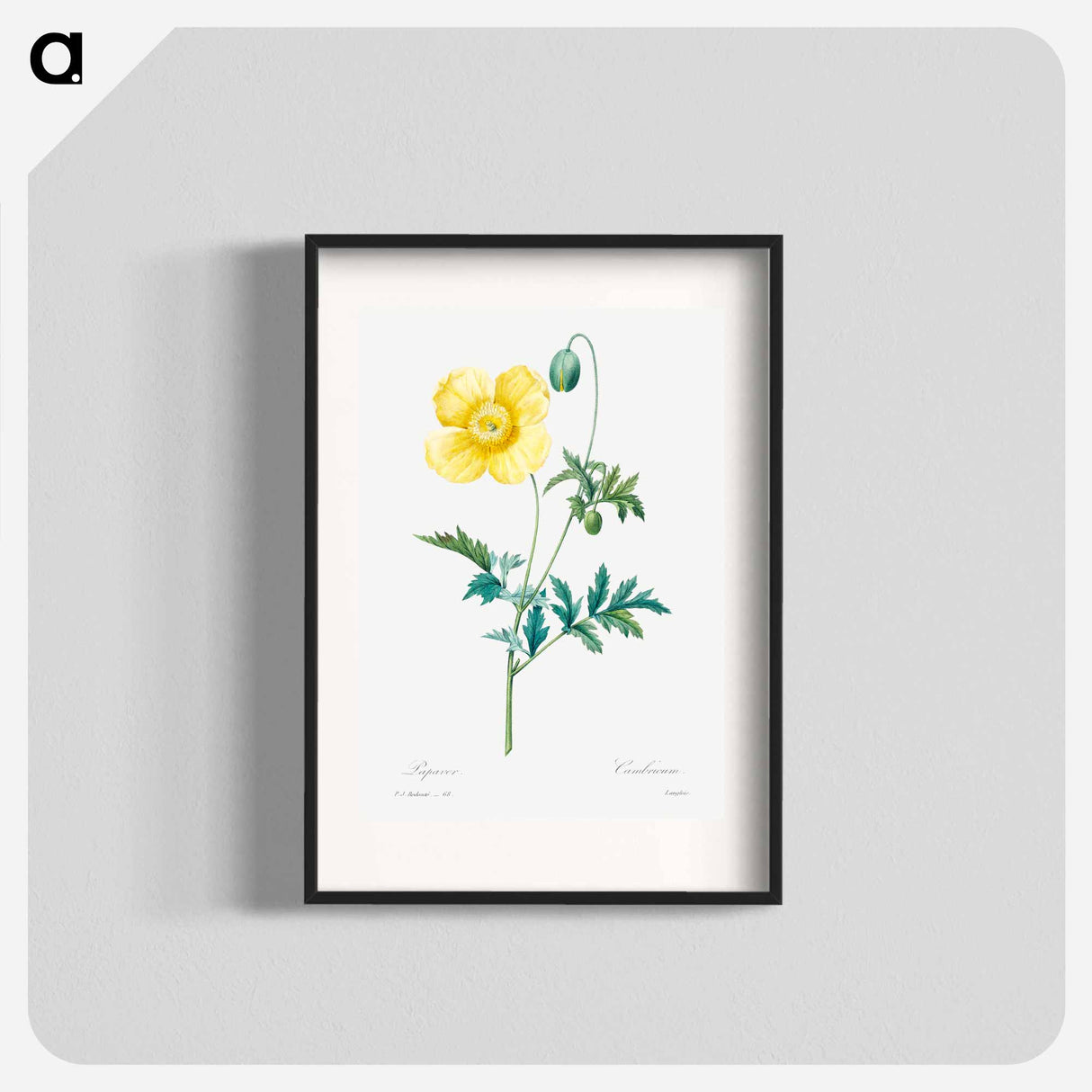 Welsh poppy - ピエール ジョゼフ ルドゥーテ Poster.