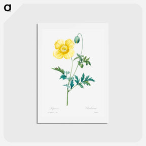 アートポストカード-Welsh poppy - ピエール ジョゼフ ルドゥーテ Postcard.