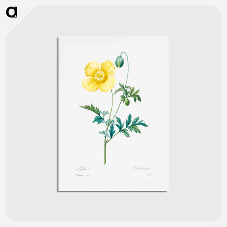 アートポストカード-Welsh poppy - ピエール ジョゼフ ルドゥーテ Postcard.