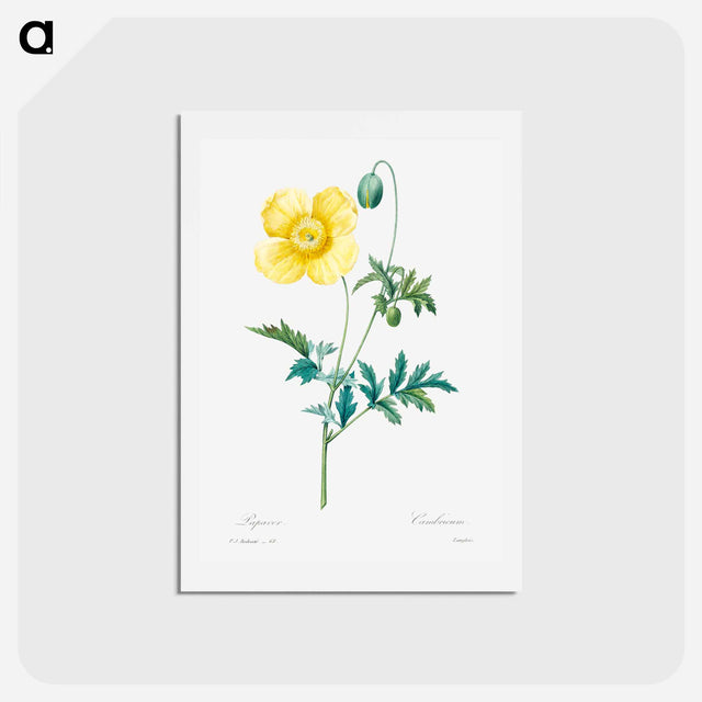 アートポストカード-Welsh poppy - ピエール ジョゼフ ルドゥーテ Postcard.