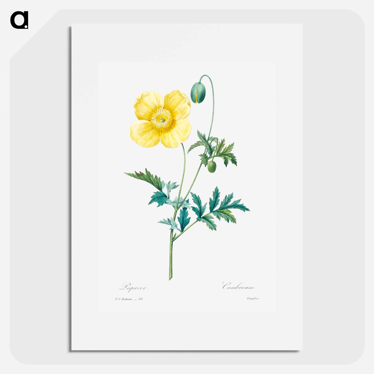 Welsh poppy - ピエール ジョゼフ ルドゥーテ Poster.