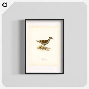 アートポスター-Little Crake
 - スヴェンスカ フォグラル Poster.