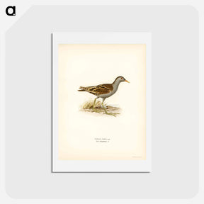 アートポストカード-Little Crake
 - スヴェンスカ フォグラル Postcard.