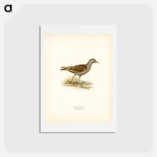 Little Crake
 - スヴェンスカ フォグラル Postcard.