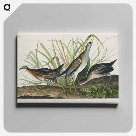 アートパネル-Sora; or Rail from Birds of America
 - アメリカの鳥たち Canvas.