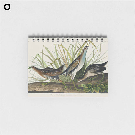 アートメモ帳-Sora; or Rail from Birds of America
 - アメリカの鳥たち Memo.