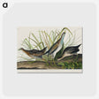 アートポストカード-Sora; or Rail from Birds of America
 - アメリカの鳥たち Postcard.