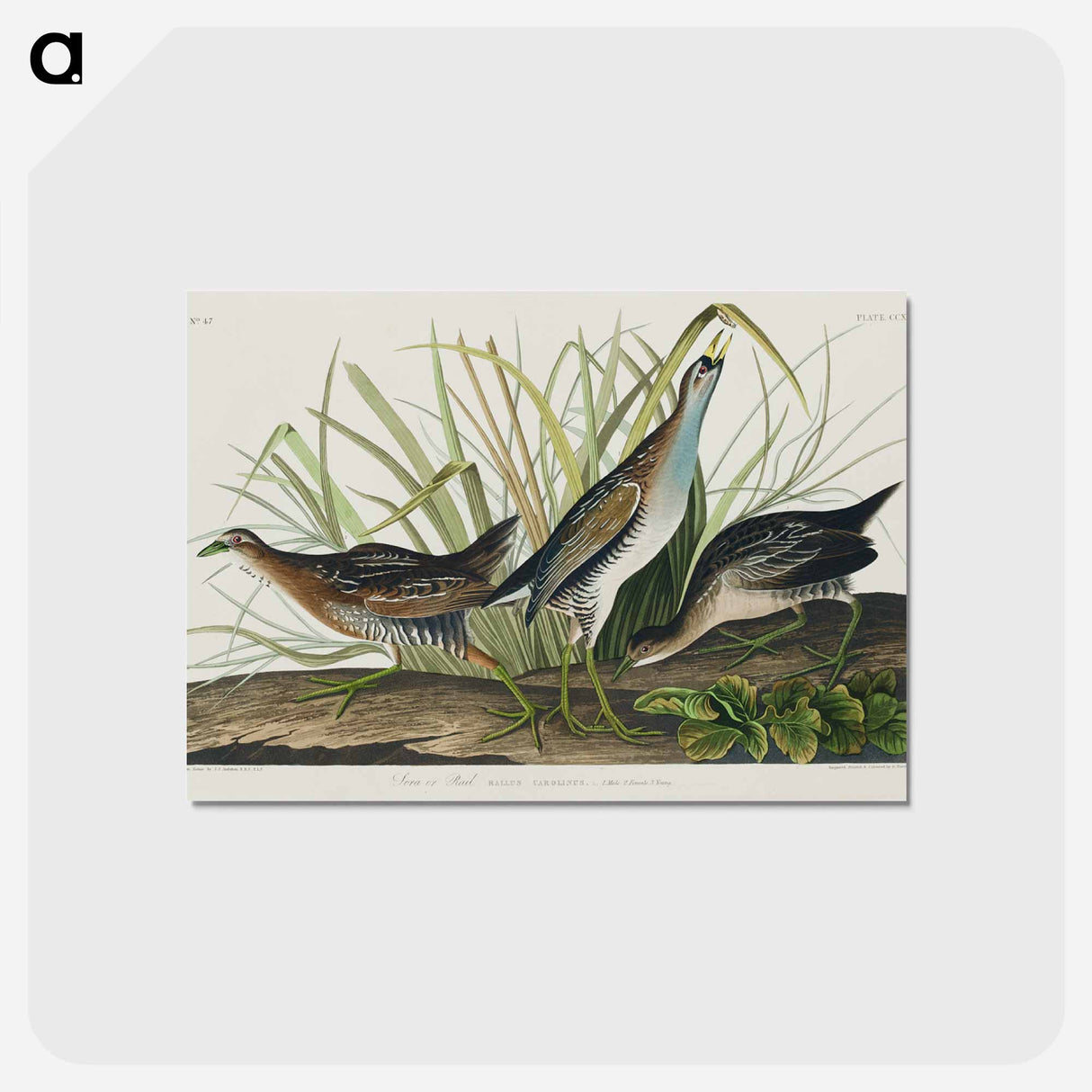 アートポストカード-Sora; or Rail from Birds of America
 - アメリカの鳥たち Postcard.
