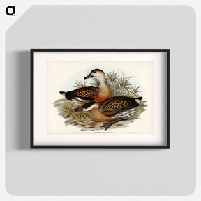 アートポスター-Whistling Duck
 - オーストラリアの鳥 Poster.