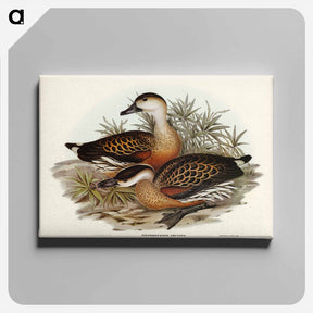 アートパネル-Whistling Duck
 - オーストラリアの鳥 Canvas.